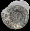 Dactylioceras Ammonite - UK #42627-1
